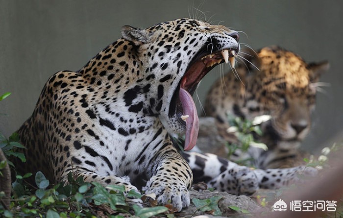 今日科普一下！植物园内流浪猫死亡,百科词条爱好_2024最新更新