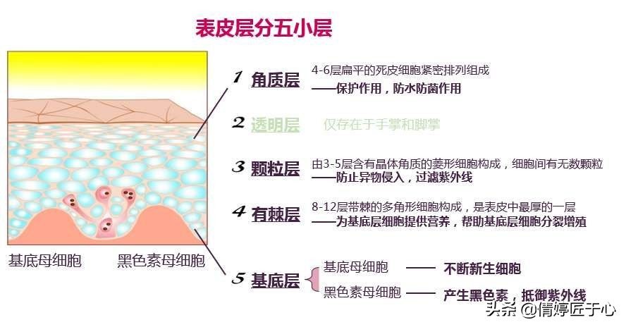 今日科普一下！赵露思暂停后续工作,百科词条爱好_2024最新更新