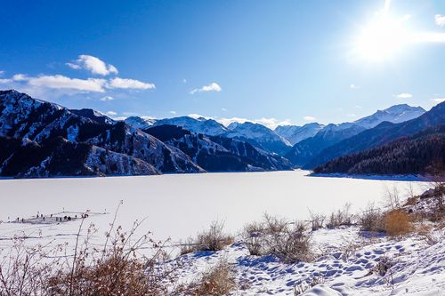 今日科普一下！新疆雪后现大地之树,百科词条爱好_2024最新更新