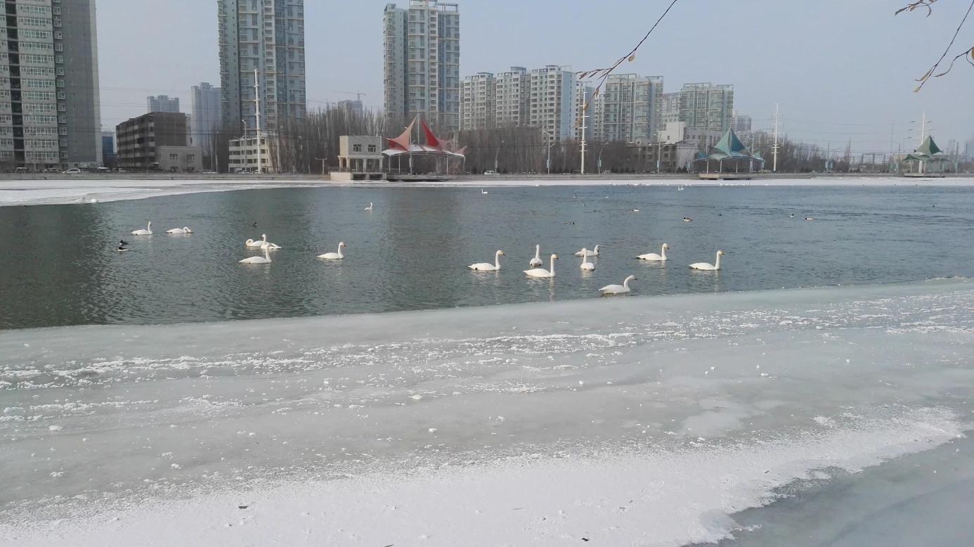 今日科普一下！新疆雪后现大地之树,百科词条爱好_2024最新更新