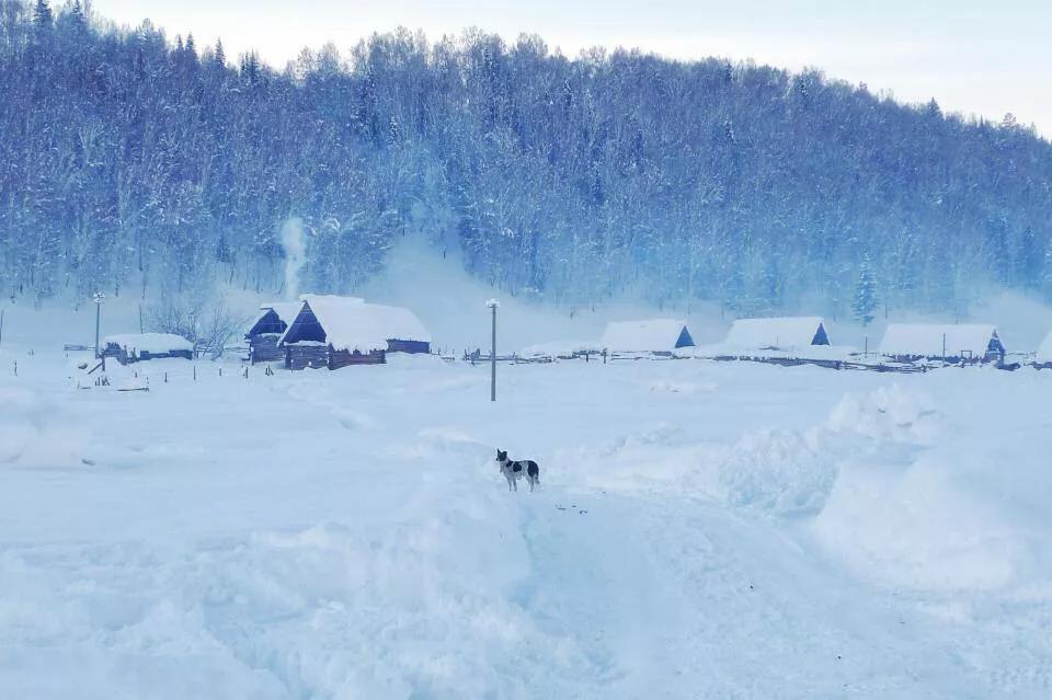 今日科普一下！新疆雪后现大地之树,百科词条爱好_2024最新更新