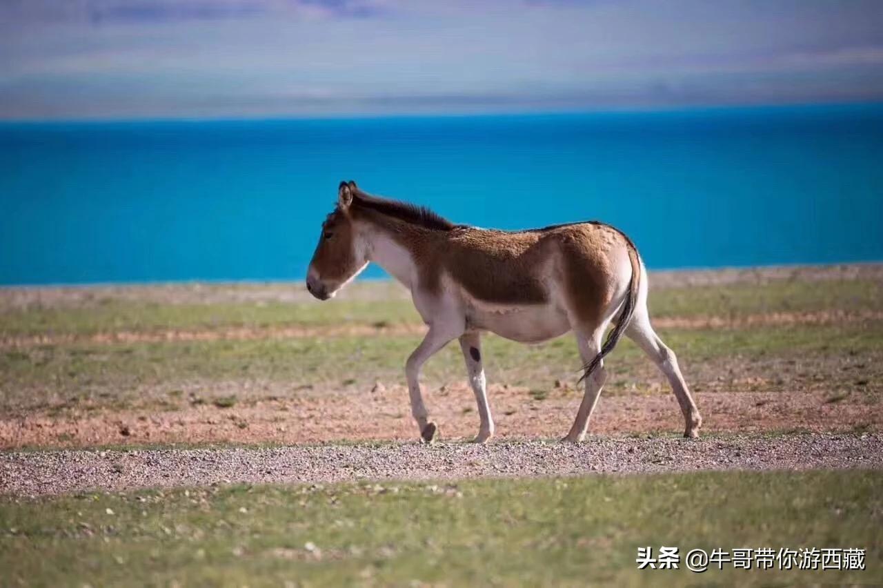 今日科普一下！西藏地震,百科词条爱好_2024最新更新