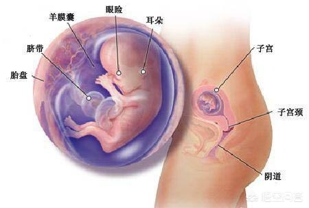 今日科普一下！怀孕8周找不到胎儿,百科词条爱好_2024最新更新