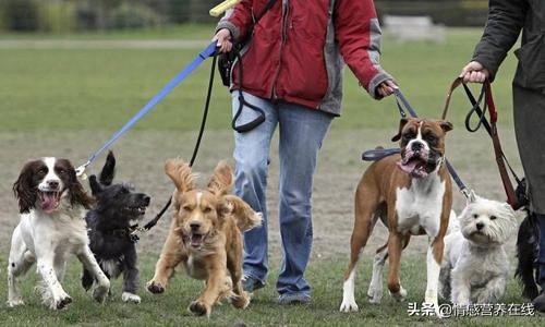 今日科普一下！老人疑遭犬撕咬去世,百科词条爱好_2024最新更新