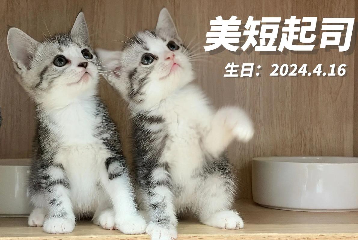 今日科普一下！带15只猫回家过年,百科词条爱好_2024最新更新