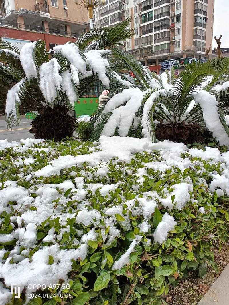 今日科普一下！郑州下雪,百科词条爱好_2024最新更新